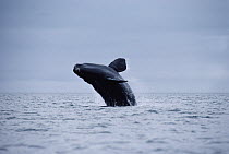 Southern Right Whale (Eubalaena australis) breaching, Peninsula Valdez, Argentina