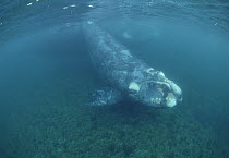 Southern Right Whale (Eubalaena australis) calf and mother, underwater, Peninsula Valdez, Argentina