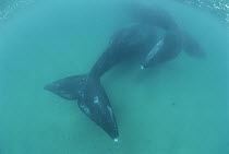 Southern Right Whale (Eubalaena australis) tails underwater, Peninsula Valdez, Argentina