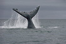 Southern Right Whale (Eubalaena australis) tail, Peninsula Valdez, Argentina