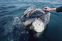 Southern Right Whale (Eubalaena australis) researcher Jim Darling pets friendly individual, Peninsula Valdez, Argentina