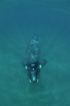 Southern Right Whale (Eubalaena australis) underwater, Peninsula Valdez, Argentina
