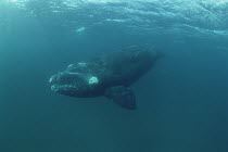 Southern Right Whale (Eubalaena australis) swimming underwater, Peninsula Valdez, Argentina