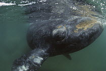 Southern Right Whale (Eubalaena australis), Argentina
