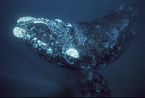 Southern Right Whale (Eubalaena australis) portrait, Valdez Peninsula, Argentina