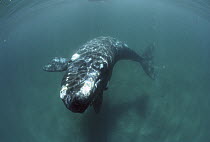 Southern Right Whale (Eubalaena australis) underwater, Peninsula Valdez, Argentina