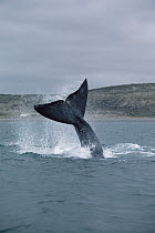 Southern Right Whale (Eubalaena australis) tail lob, Peninsula Valdez, Argentina