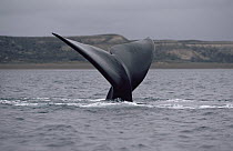Southern Right Whale (Eubalaena australis) tail, Peninsula Valdez, Argentina