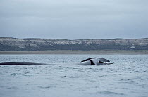 Southern Right Whale (Eubalaena australis) on surface