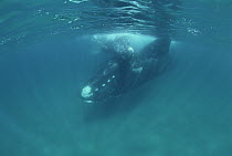 Southern Right Whale (Eubalaena australis) mother and calf, Peninsula Valdez, Argentina