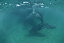 Southern Right Whale (Eubalaena australis) mother and calf tails, underwater, Peninsula Valdez, Argentina