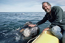 Southern Right Whale (Eubalaena australis) researcher Roger Payne pets whale, Peninsula Valdez, Argentina