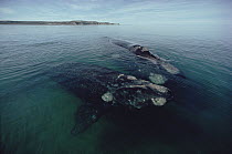 Southern Right Whale (Eubalaena australis) pair at surface, Peninsula Valdez, Argentina