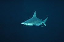 Sandbar Shark (Carcharhinus plumbeus) underwater portrait, bottom-dwelling coastal species, worldwide distribution