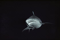 Bull Shark (Carcharhinus leucas), North America