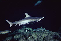 Sandbar Shark (Carcharhinus plumbeus) underwater portrait, bottom-dwelling coastal species, worldwide distribution