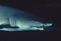 Lemon Shark (Negaprion acutidens) portrait, occurs in the Pacific Ocean from southern California to Ecuador and Atlantic coastal waters of the Caribbean