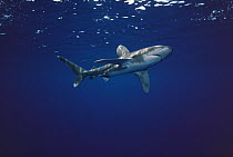 Oceanic White-tip Shark (Carcharhinus longimanus) underwater portrait, North America
