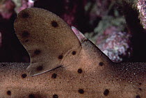 Horn Shark (Heterodontus francisci) close-up of horn