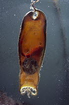 Swell Shark (Cephaloscyllium ventriosum) egg case with embryo, sometimes called mermaid's purses, the pups will hatch in 7-10 months, native to the Pacific Ocean