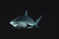 Bull Shark (Carcharhinus leucas) underwater portrait, North America