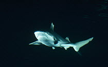 Black-tip Reef Shark (Carcharhinus melanopterus) underwater portrait, North America