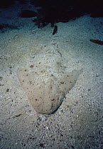 Angel Shark (Squatina californica) is a benthic creature whose coloration matches the sandy bottom where it dwells, California
