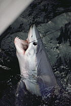 Shortfin Mako (Isurus sp) fishing, New Jersey