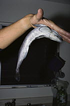 Remora (Remora sp) attached to researcher's hand by suction, Hawaii