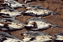 Dead sharks at market, Sri Lanka