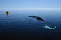 Bowhead Whale (Balaena mysticetus) researcher Kerry Finley approaching whale, Isabella Bay, Canada
