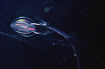 Comb Jelly underwater portrait, Arctic
