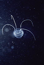 Small, transparent Jellyfish, Arctic