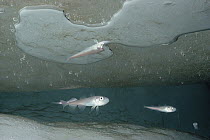 Polar Cod (Arctogadus glacialis) juveniles in protective shelter of cracks in the ice, very important prey species for marine mammals, Admiralty Inlet near Arctic Bay, Baffin Island, Canada