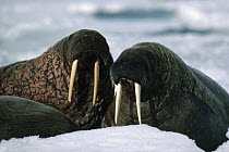 Atlantic Walrus (Odobenus rosmarus rosmarus) pair, Baffin Island, Nunavut, Canada