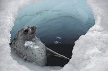 Ringed Seal (Phoca hispida) at breathing hole, Arctic
