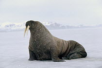 Atlantic Walrus (Odobenus rosmarus rosmarus), Baffin Island, Nunavut, Canada