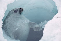 Ringed Seal (Phoca hispida) at breathing hole, Arctic