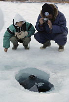 Ringed Seal (Phoca hispida) at breathing hole being photographed by Andrew Taqutu and son, Arctic