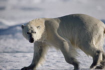 Polar Bear (Ursus maritimus) walking, facing camera, side view