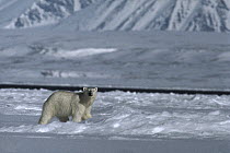 Polar Bear (Ursus maritimus) in snowy landscape, Lancaster Sound, Canada
