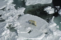 Polar Bear (Ursus maritimus) on ice field, Canada