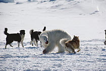Polar Bear (Ursus maritimus) fights with camp dogs, Canada