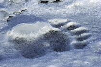 Polar Bear (Ursus maritimus) track in snow, Canada