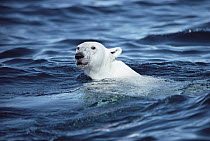 Polar Bear (Ursus maritimus) swimming, Baffin Island, Nunavut, Canada