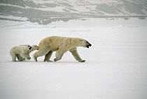 Polar Bear (Ursus maritimus) mother running with two cubs, Baffin Island, Nunavut, Canada