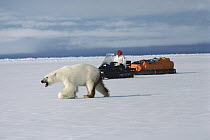 Polar Bear (Ursus maritimus) near man traveling by snowmobile, Baffin Island, Canada