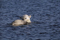 Polar Bear (Ursus maritimus) mother and cub swimming in open water, Canada