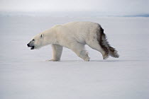 Polar Bear (Ursus maritimus) running, Baffin Island, Canada
