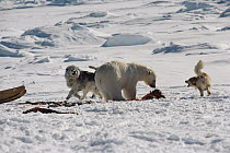 Polar Bear (Ursus maritimus) near carcass with camp dogs surrounding it, Canada